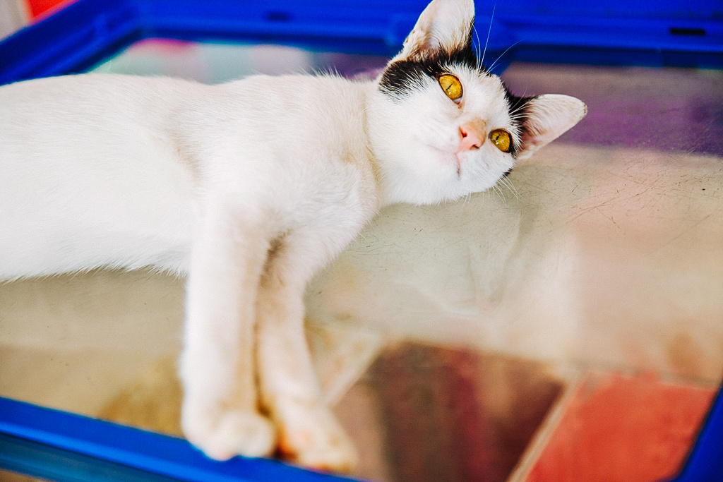 伟德国际哔哩哔哩什么意思