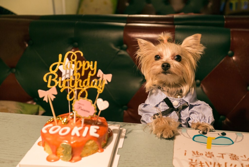 狗狗生日patry