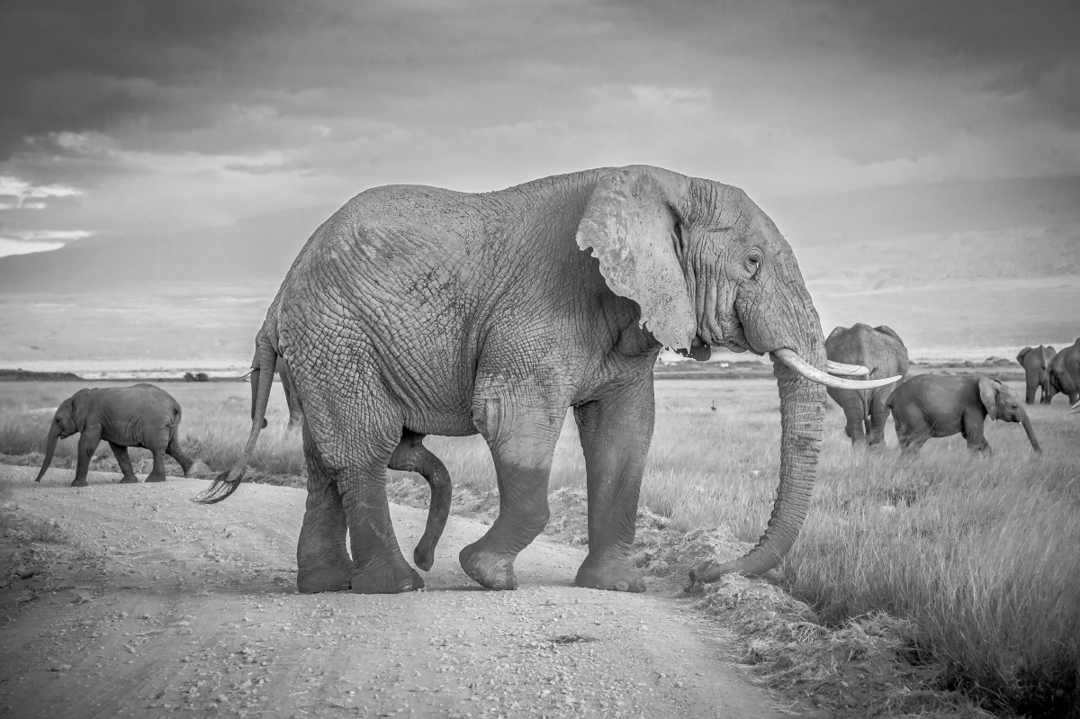 大象猜一成语_大象的成语图片大全