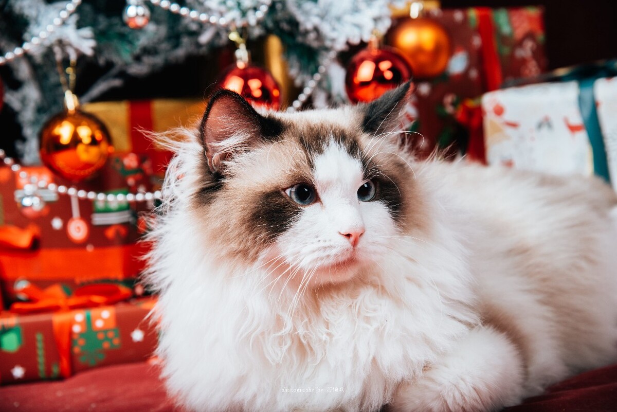 宠物摄影布偶猫圣诞主题系列