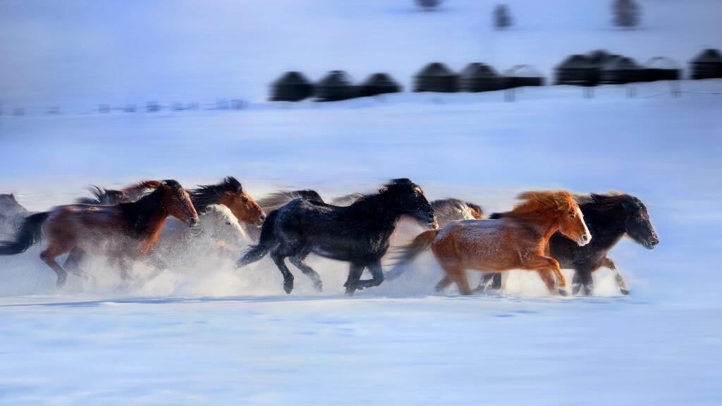 碧雪奔马 hamidliu 图虫摄影网
