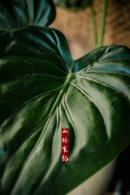 尖尾芋