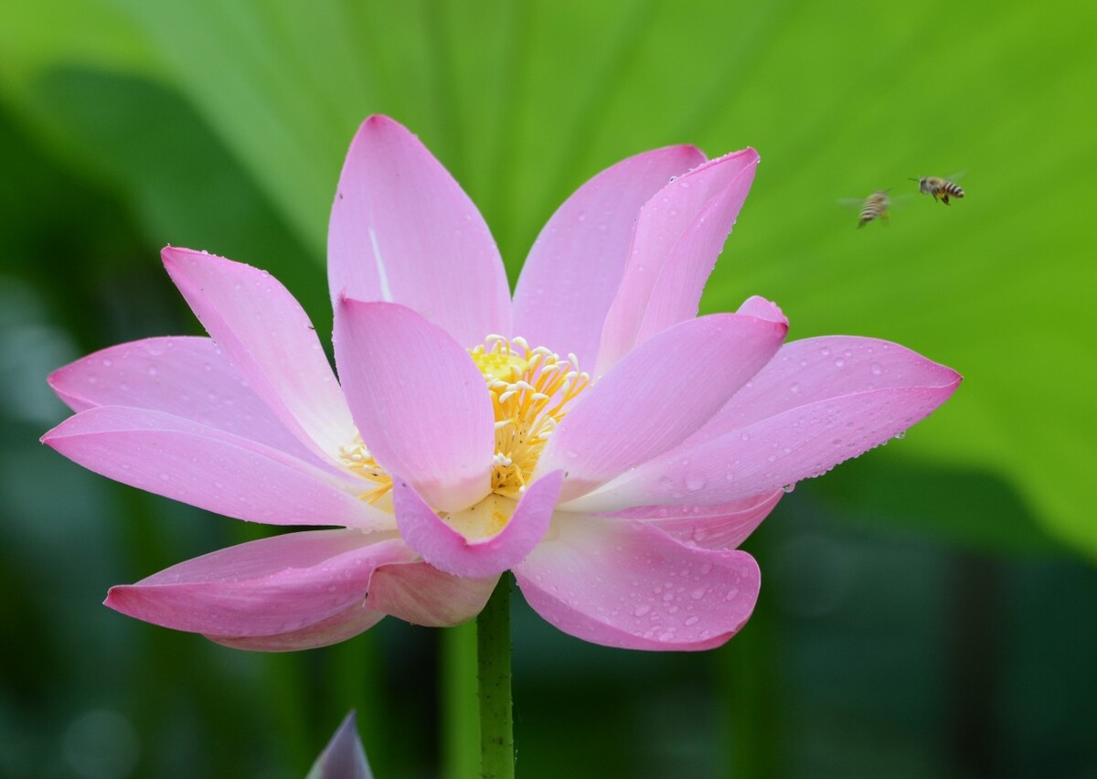 2020荷花系列～1 摄于2020年6月安庆