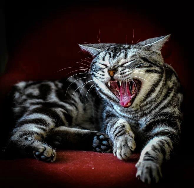 《照猫画虎》