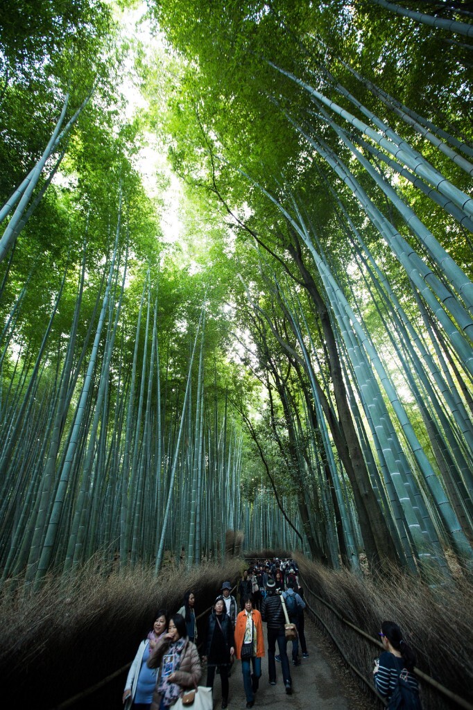 岚山竹林