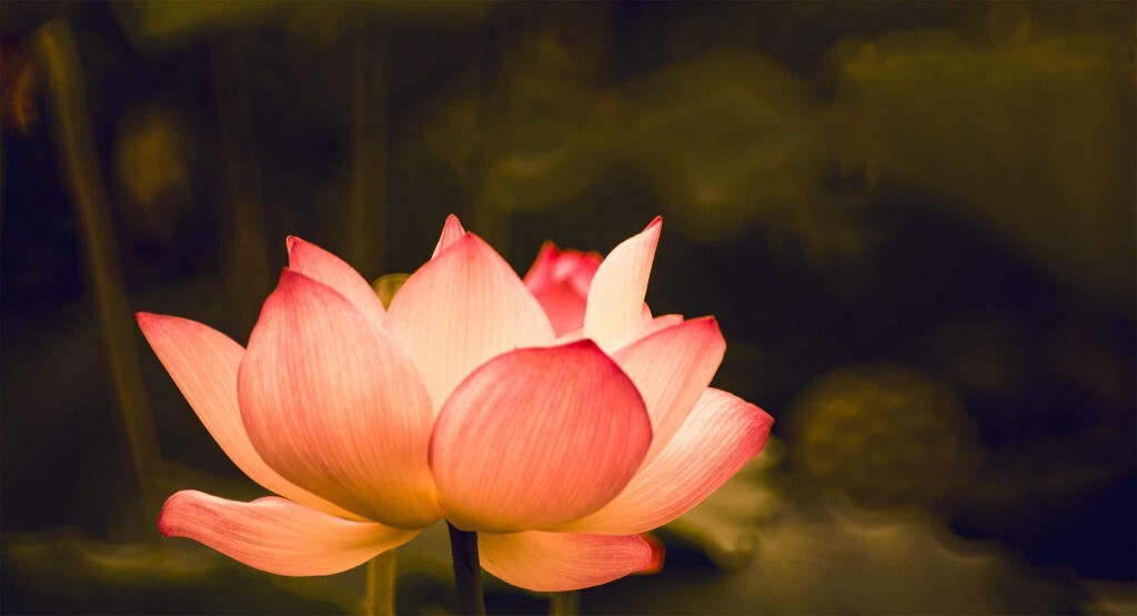 莲花的心事