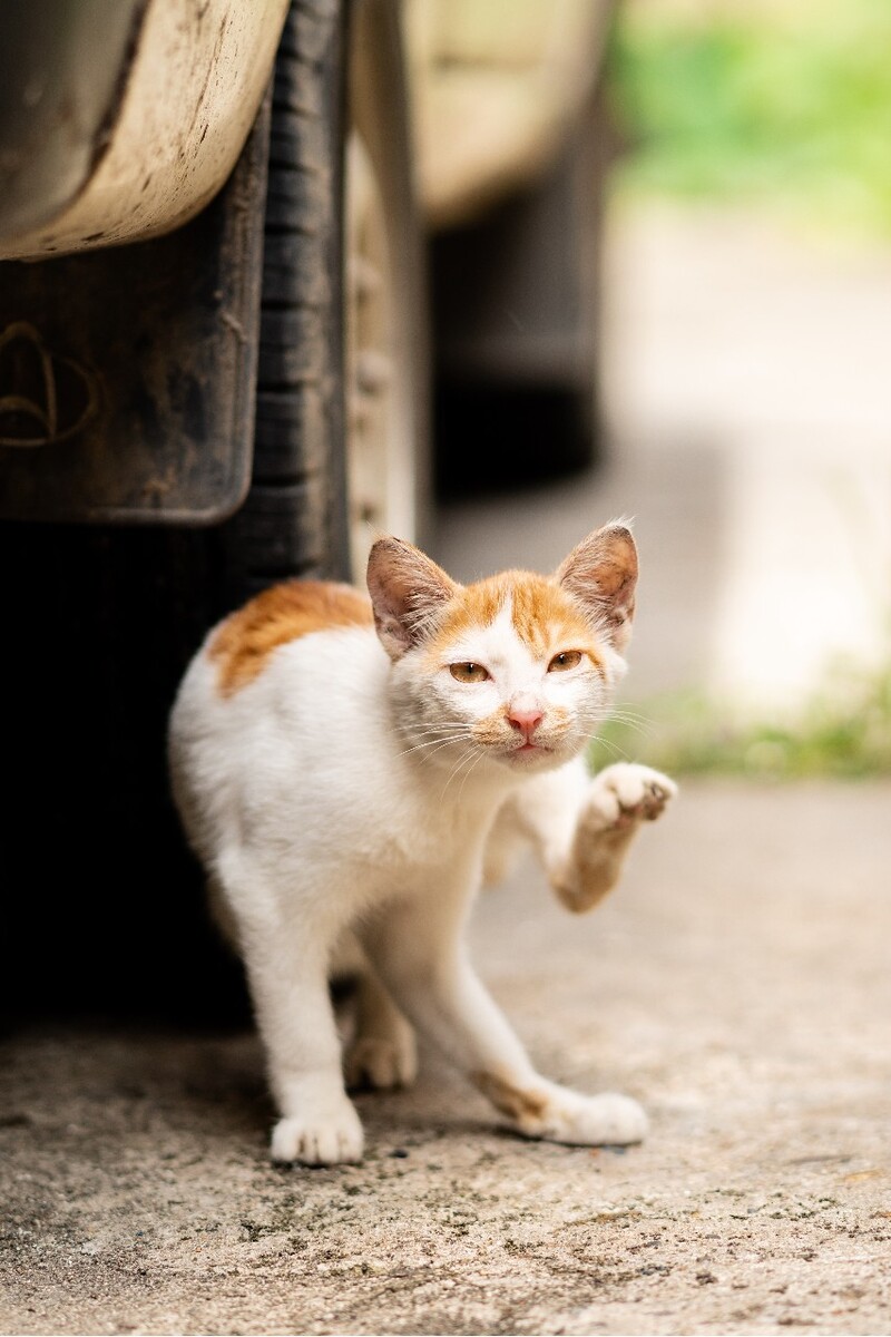 你好我是小花猫