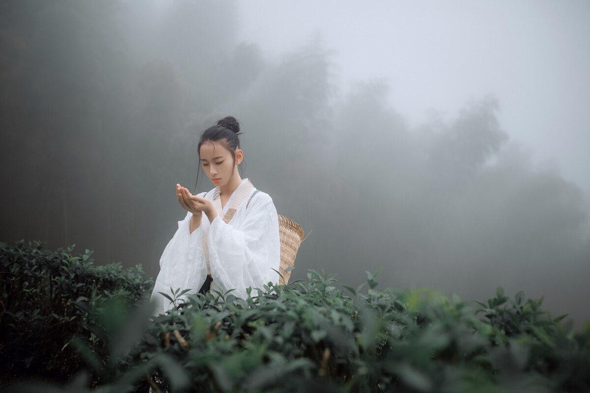 采茶纪