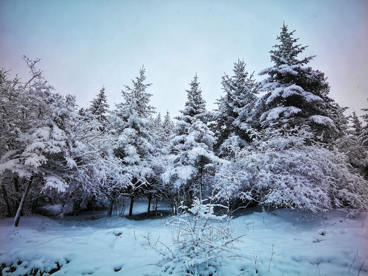 海拨3500米高山的雪松