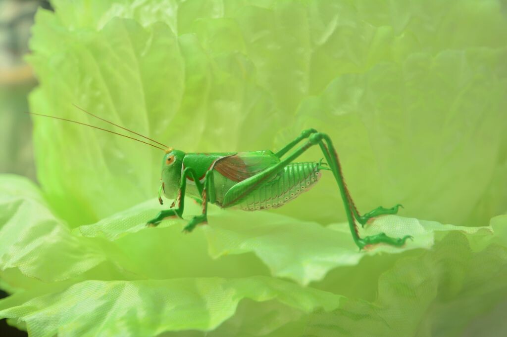 蝈蝈白菜