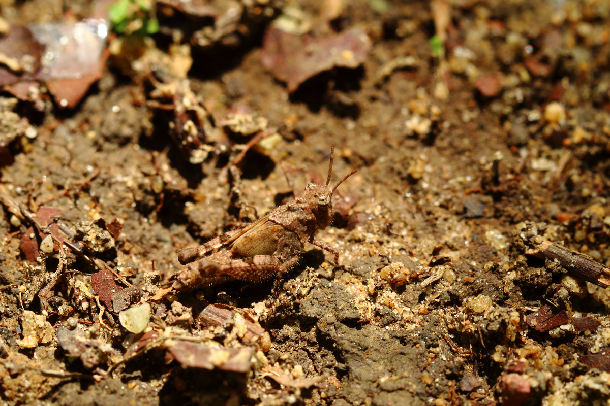 蚱蜢别名蚂蚱,油蚂蚱,草蜢子.