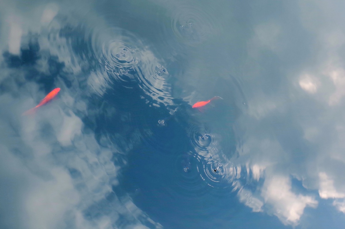 水中云，云中鸟，鱼儿天上飞，鸟儿水里游。