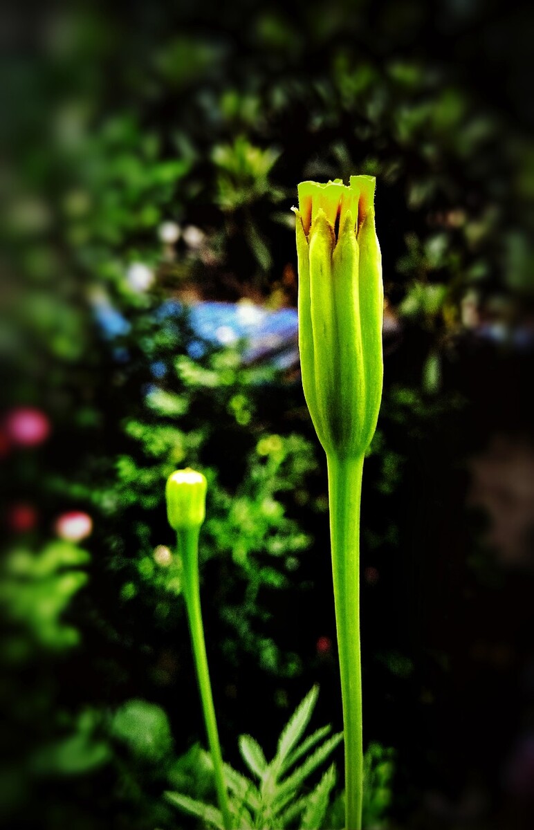 植物之美 万寿菊花蕾