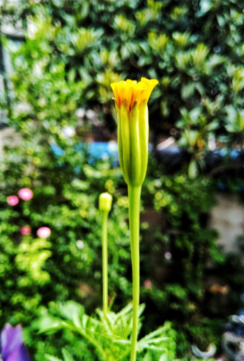 植物之美 万寿菊花蕾