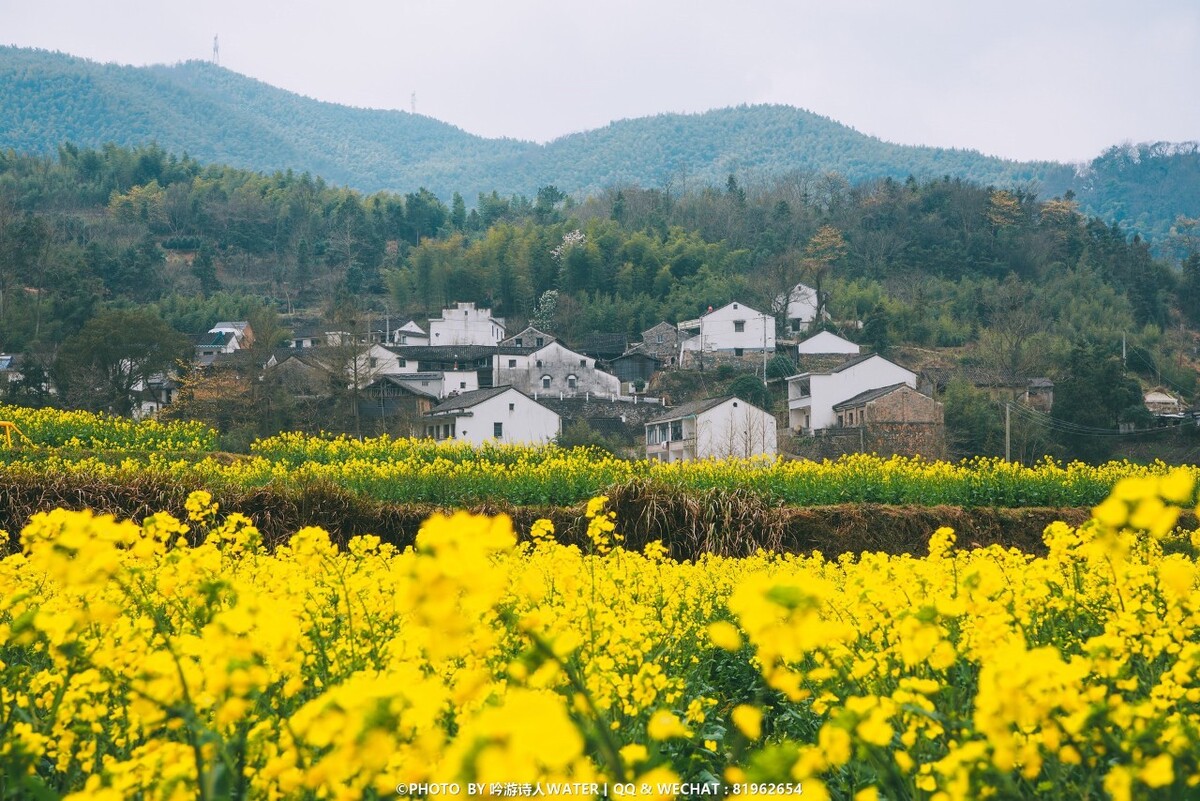 奉化大堰油菜花之初放