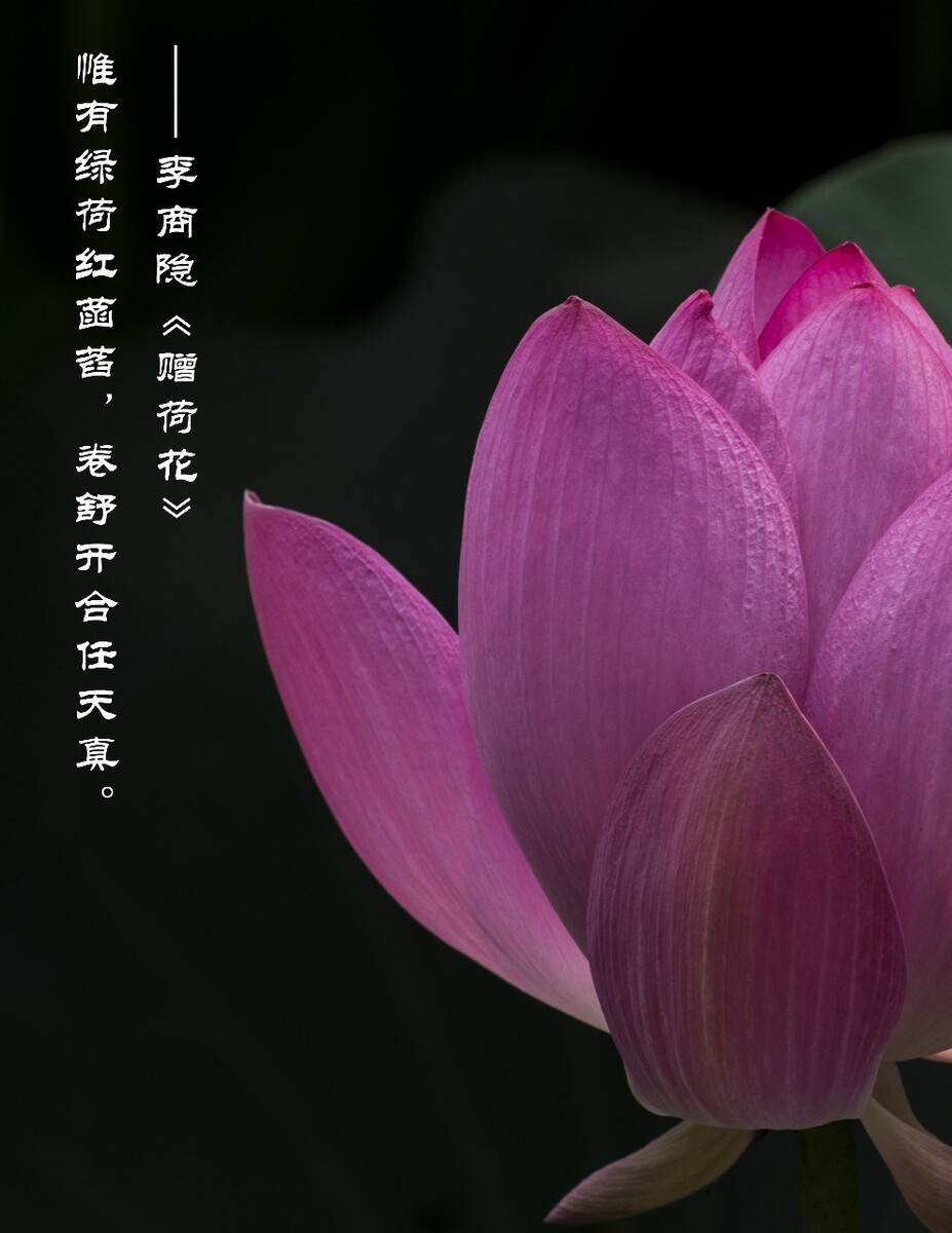 ——李商隐《赠荷花》