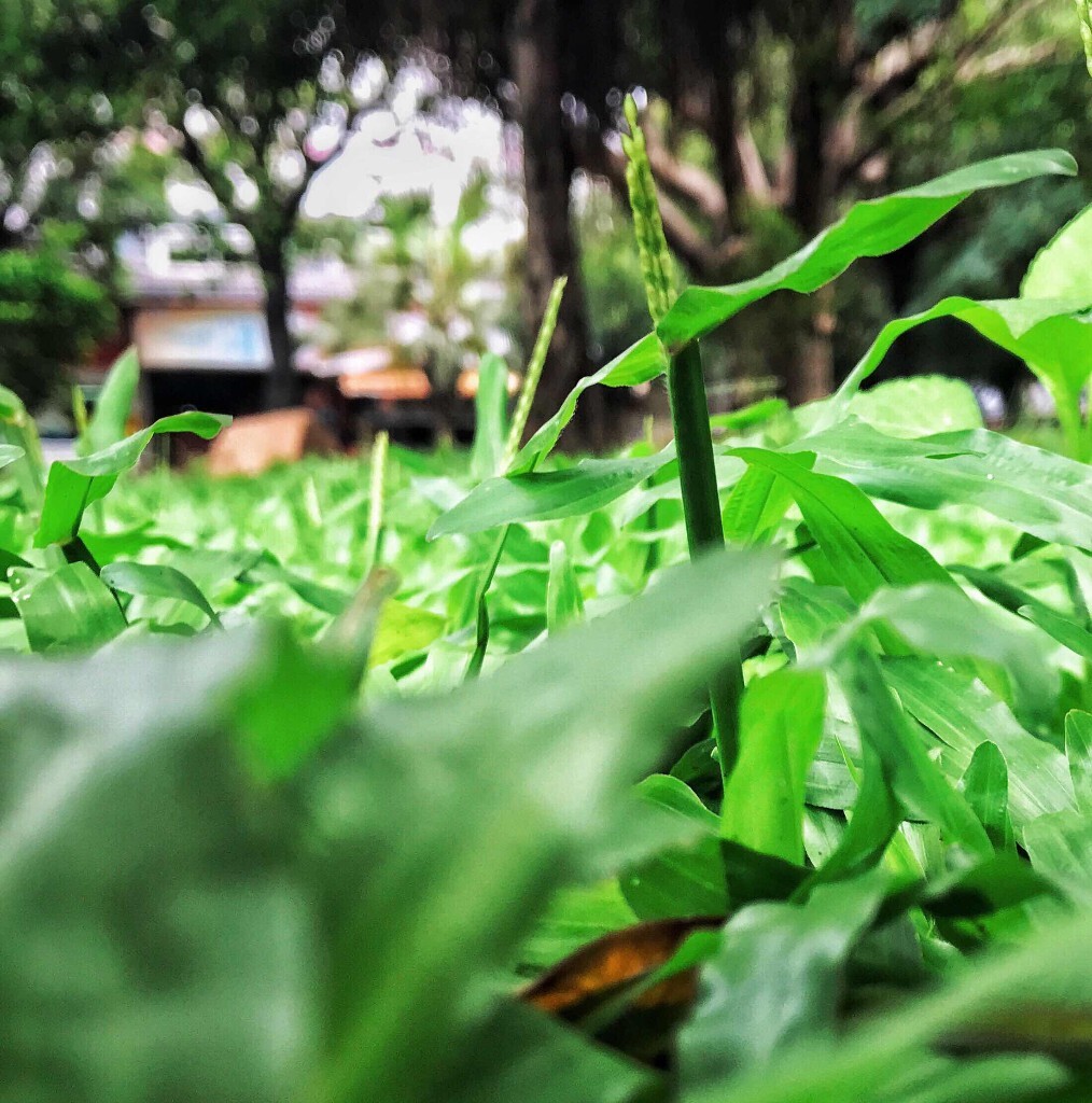 雨后早晨                    
