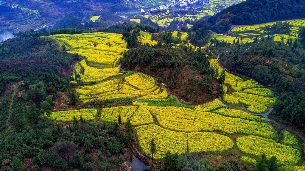航拍油菜花