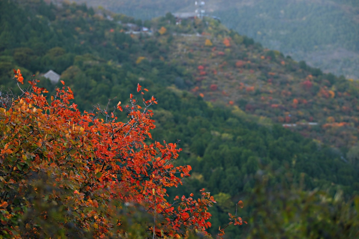香山秋景红叶