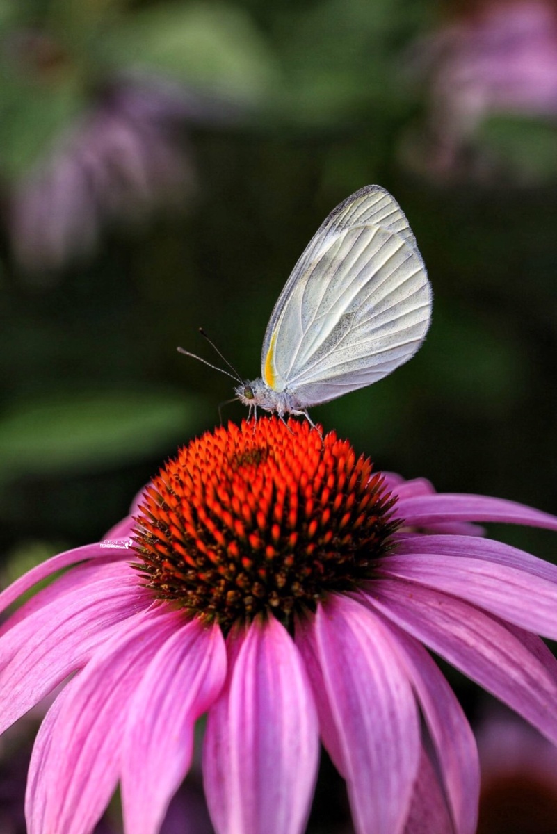 蝶恋花