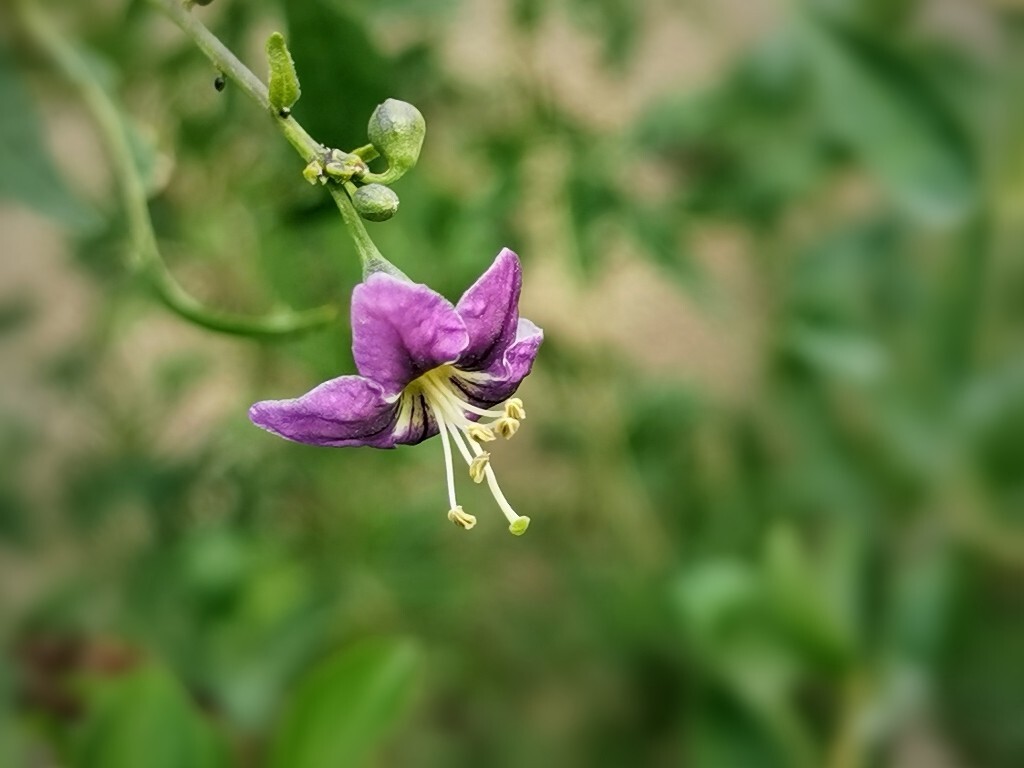 枸杞花开