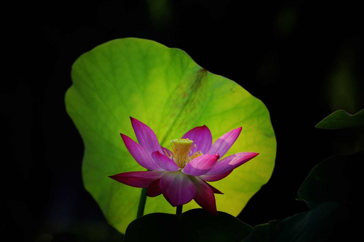 一花一世界,一叶一菩提