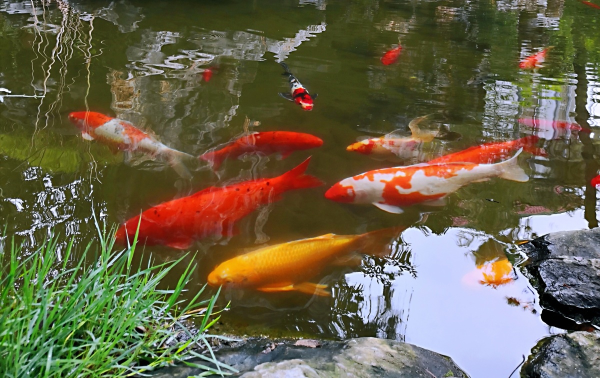 鱼儿鱼儿水中游