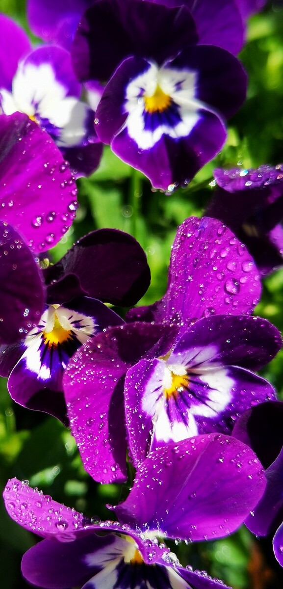 春暖花开 春花烂漫 古树 壁纸 紫色花 蓝天