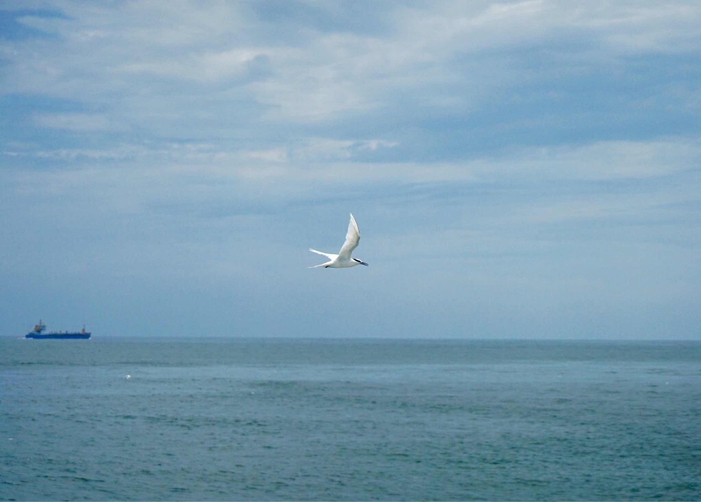 海燕