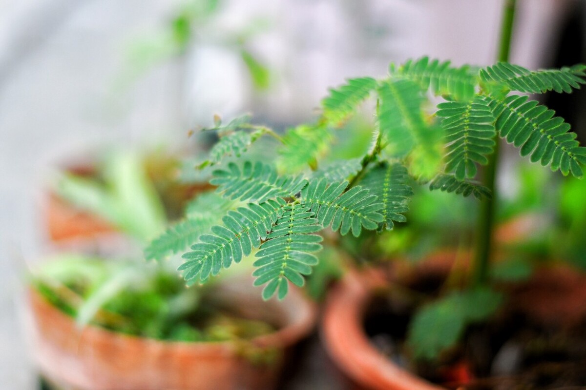 含羞草叶子