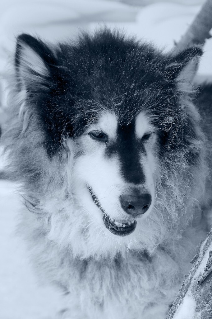 冬天的雪橇犬跟小动物 七仔宠物摄影 图虫