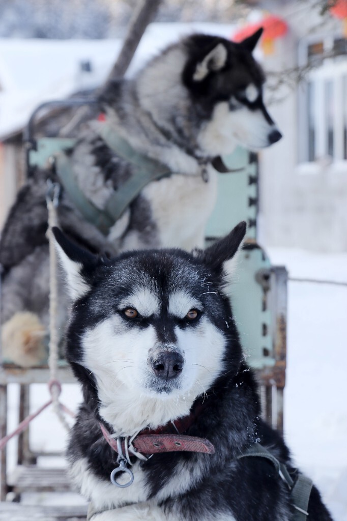 冬天的雪橇犬跟小动物 七仔宠物摄影 图虫