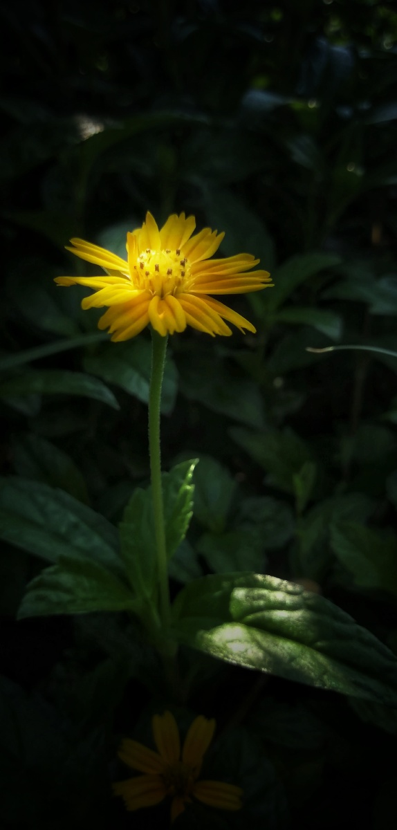 菊花图