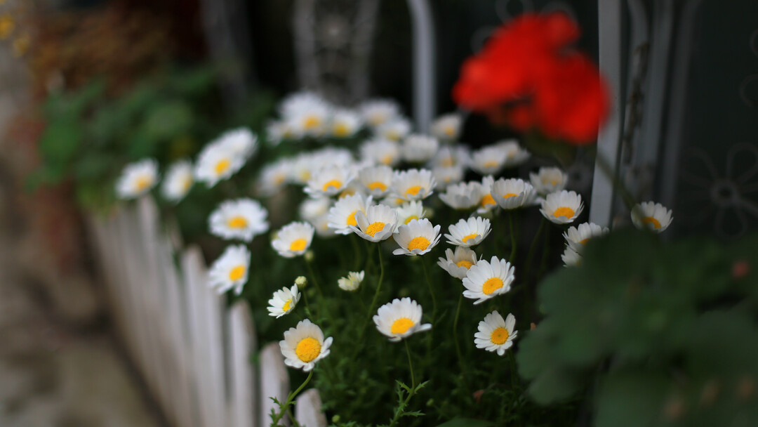 雏菊