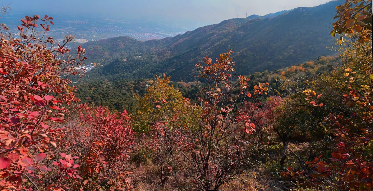 正是香山红叶时