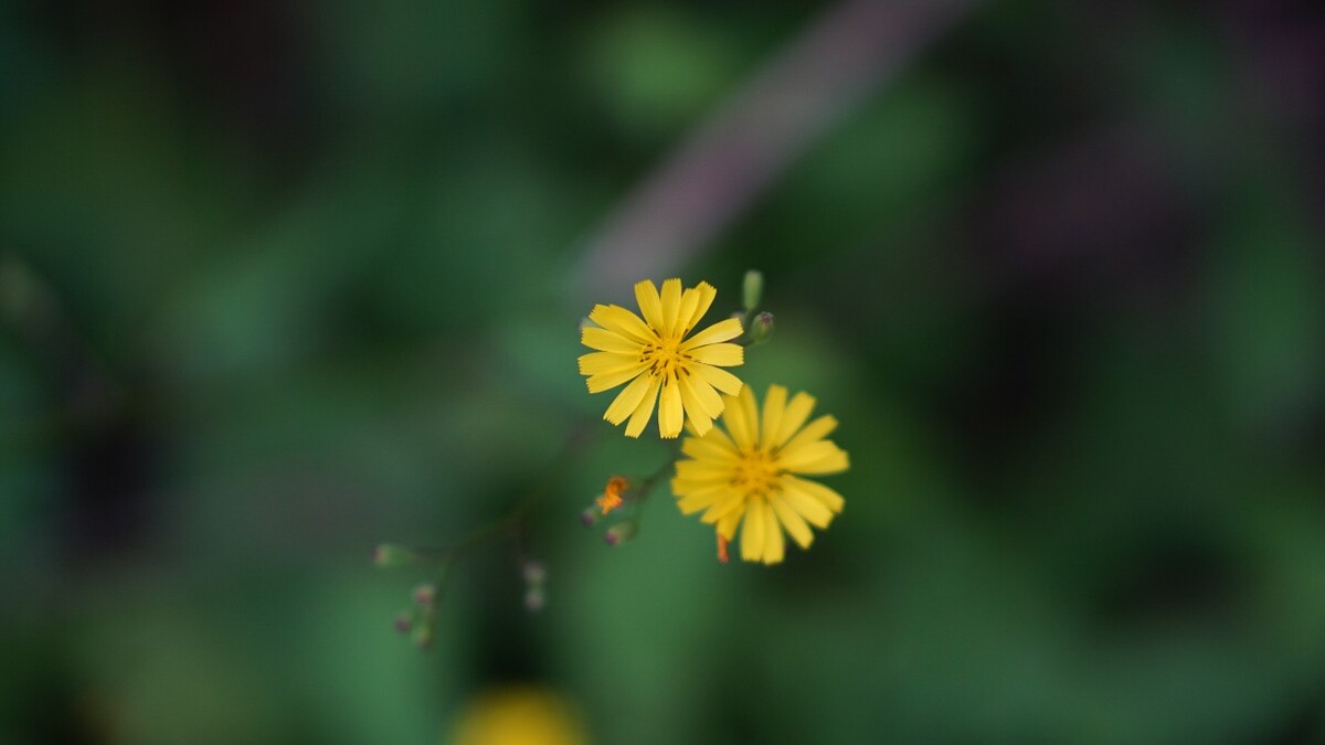 ۷̨
