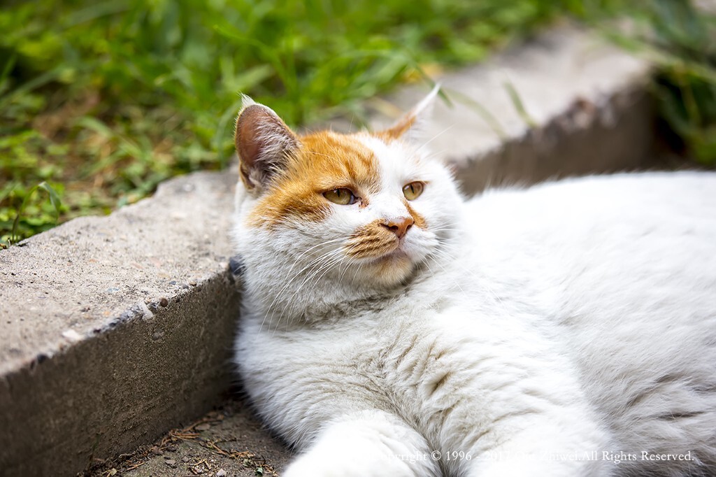 肥猫