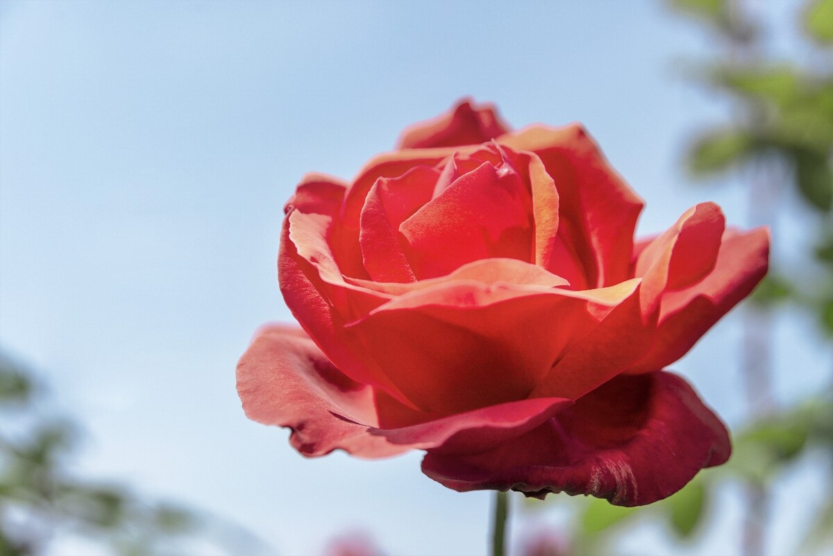 玫瑰花