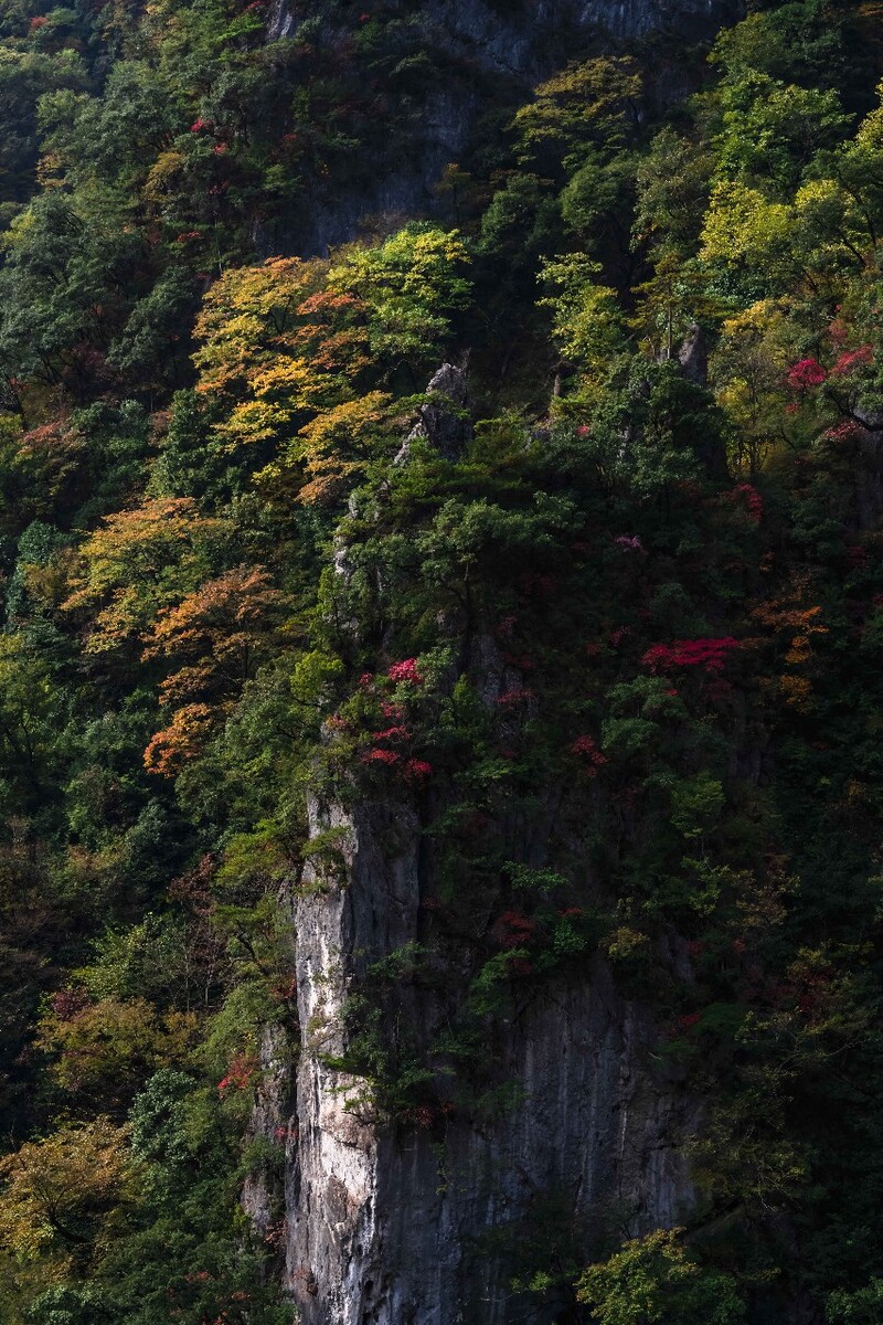 悬崖峭壁上的秋色摄于巫山当阳大峡谷