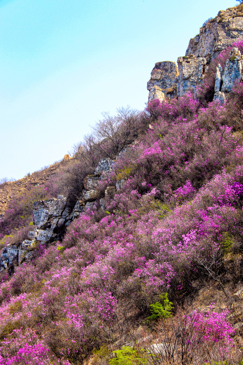 大连大黑山野生杜鹃花