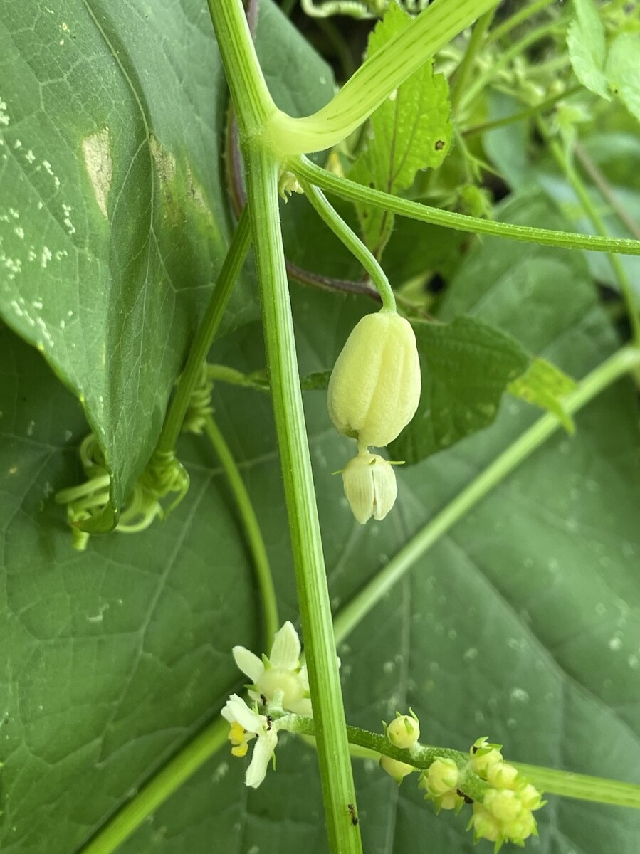佛手瓜花与果