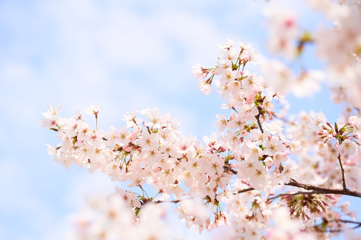 春日樱花