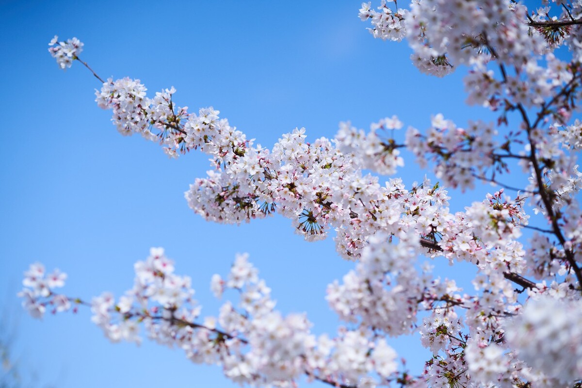 春日樱花