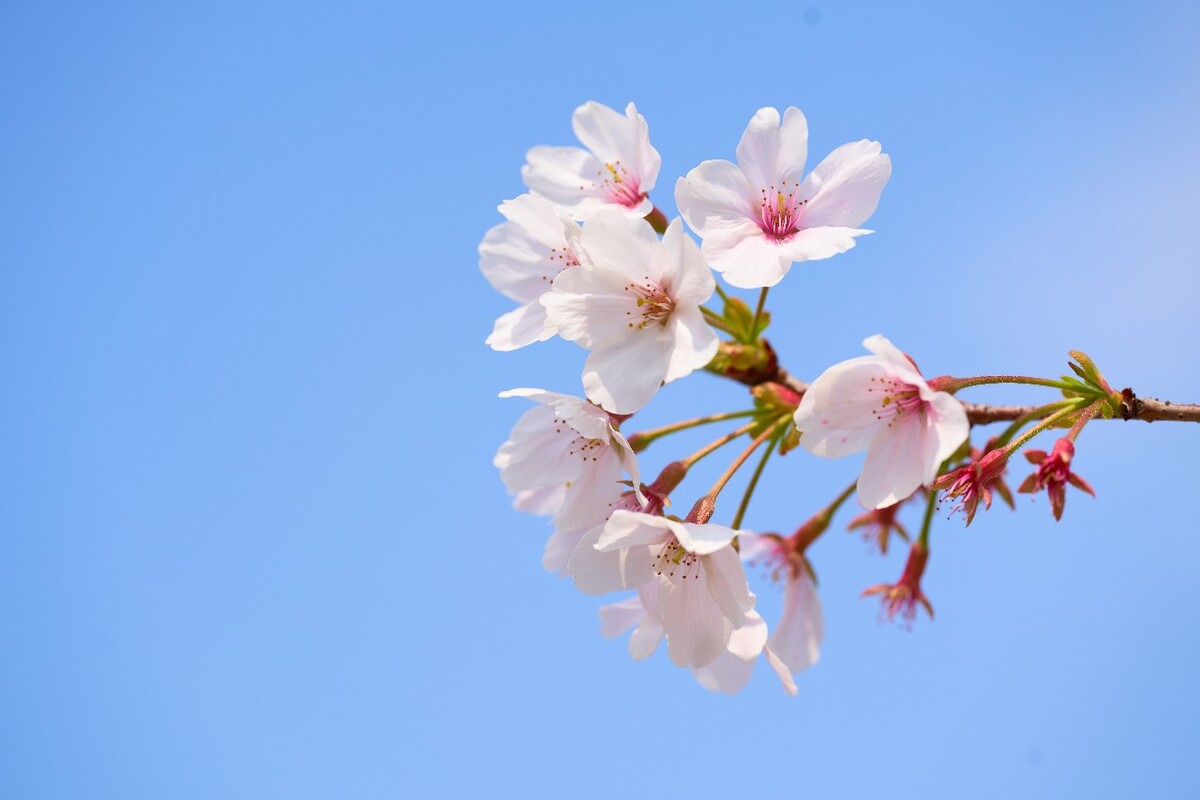 春日樱花