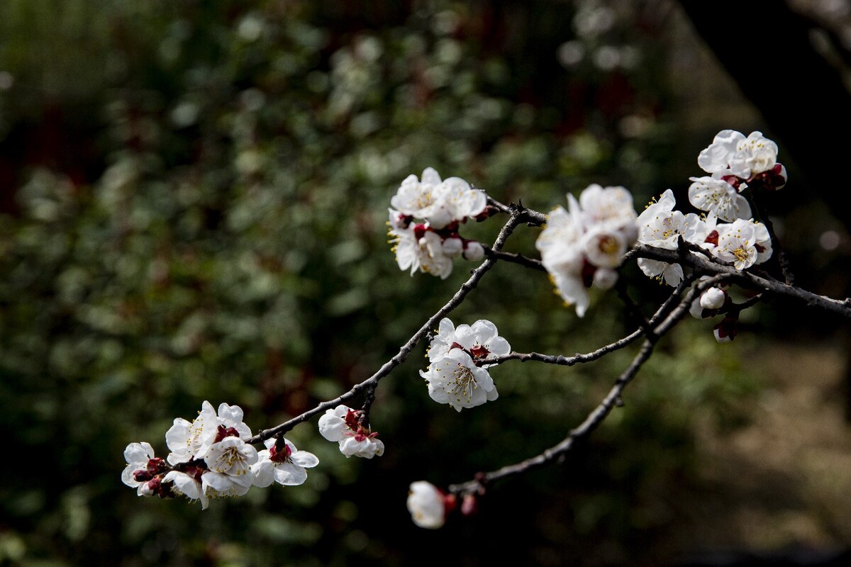 杏花- 来生雨中过客 - 图虫网 - 优质摄影师交流社区