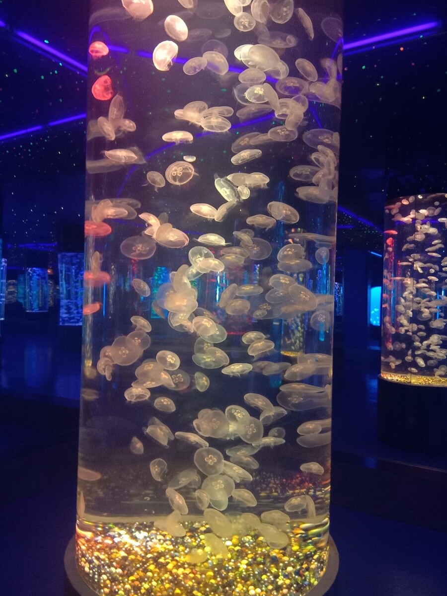 大理海洋馆 很好玩的一个地方 欢迎各位来玩