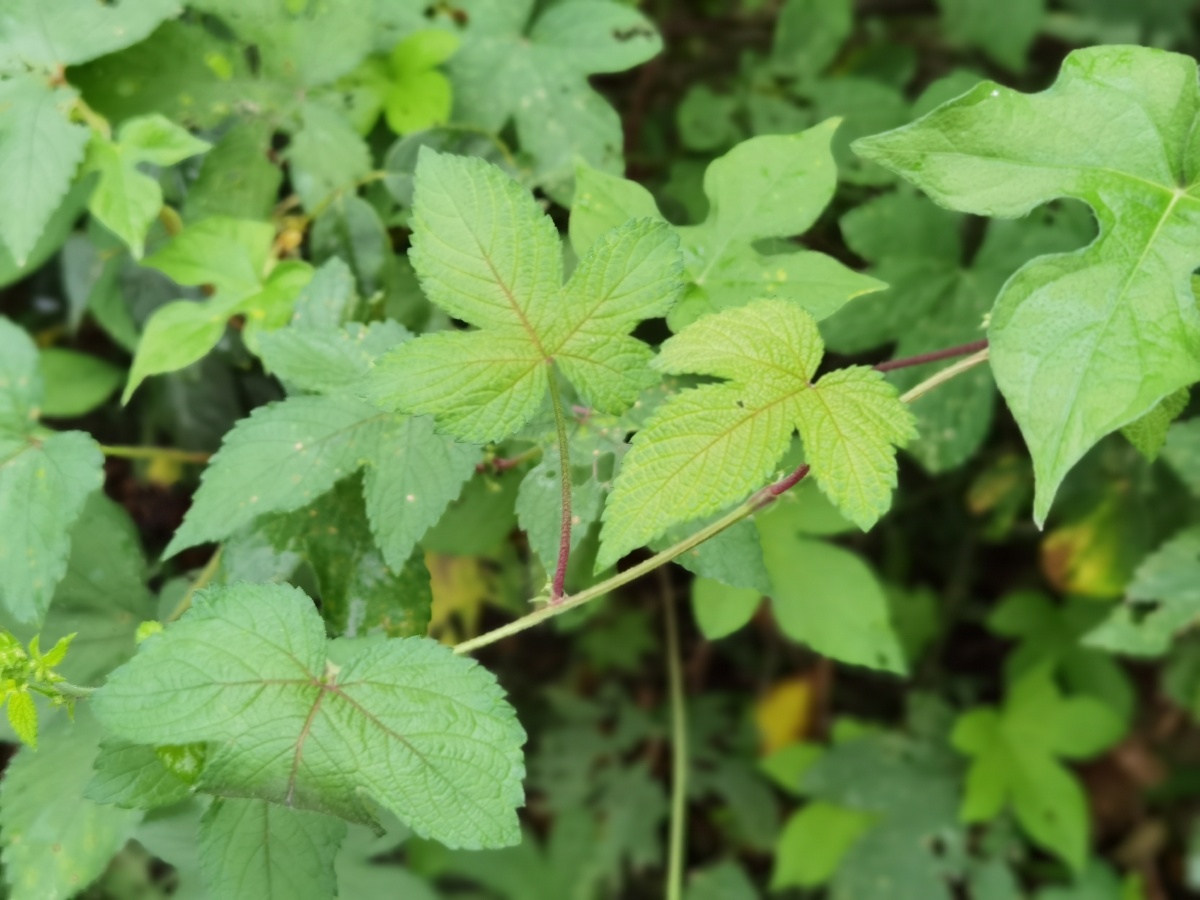 手机摄影第170天•《拉拉秧》 拍摄于路边。 拉拉秧,桑科葎草属一种野生的攀藤植物,径上面有刺,俗称剌剌秧,中文学名葎草,生于耕地,尤其在沟边,路旁和荒地。 药性 甘,苦,寒。清热解毒。 - 生如夏花968