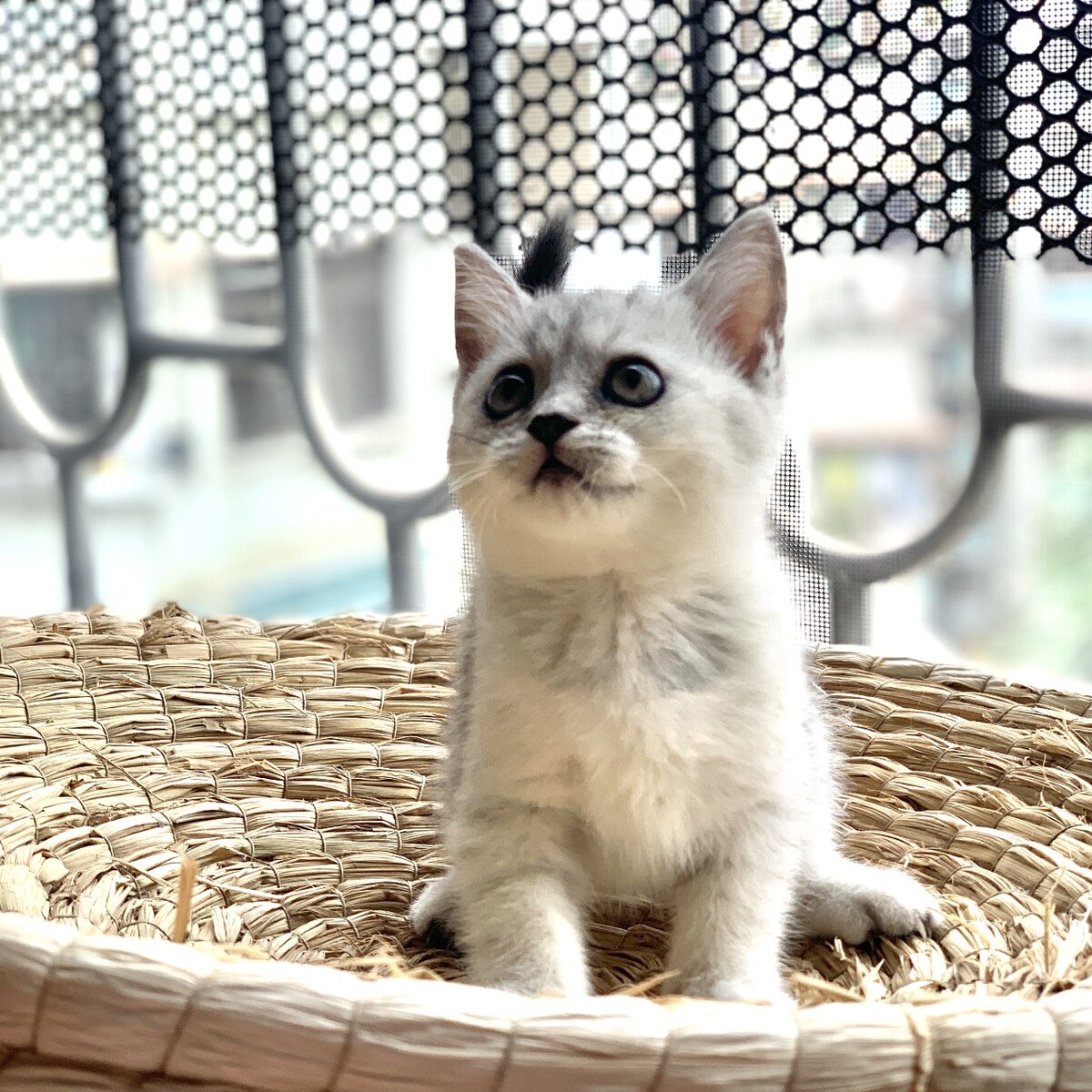 英短银渐层猫仔