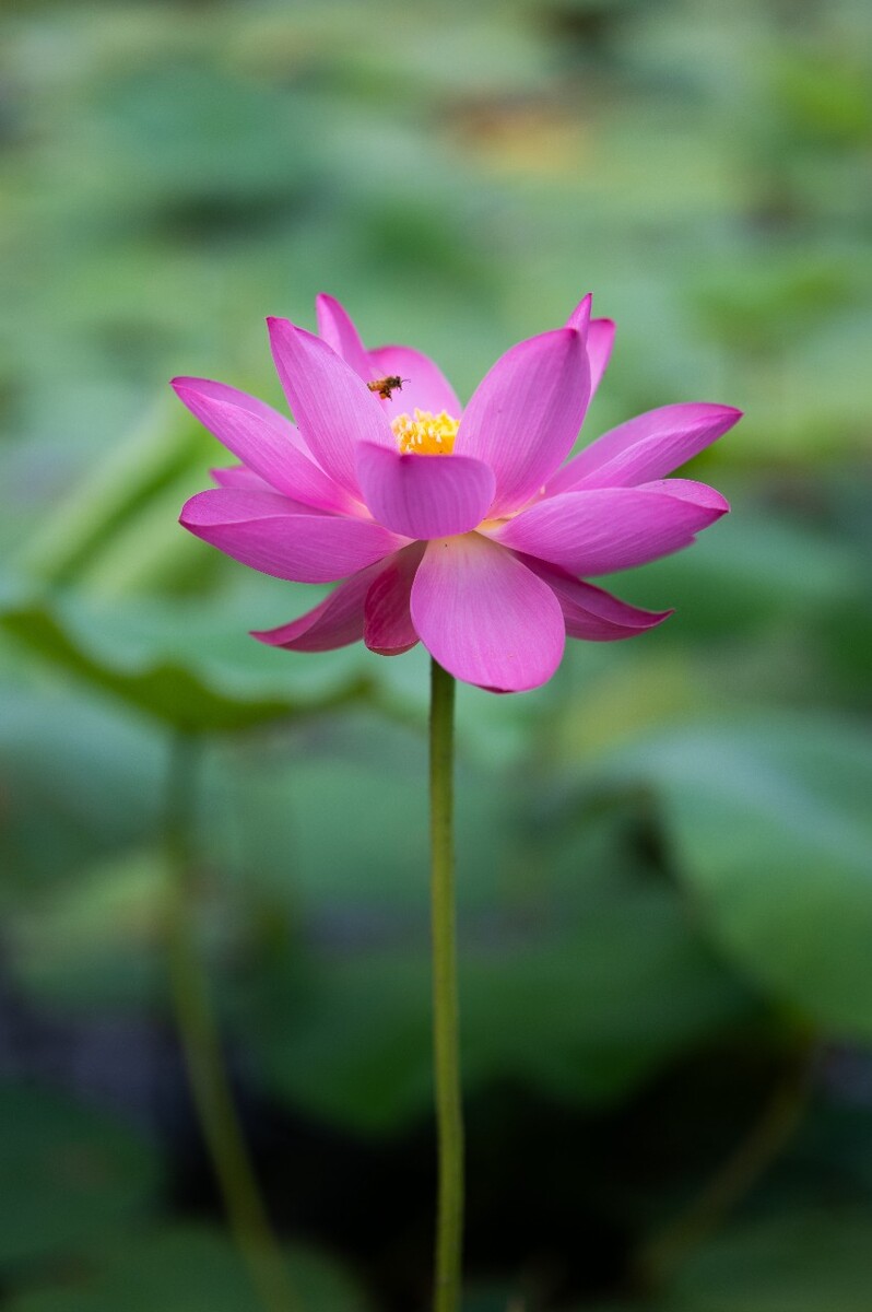2020荷花季