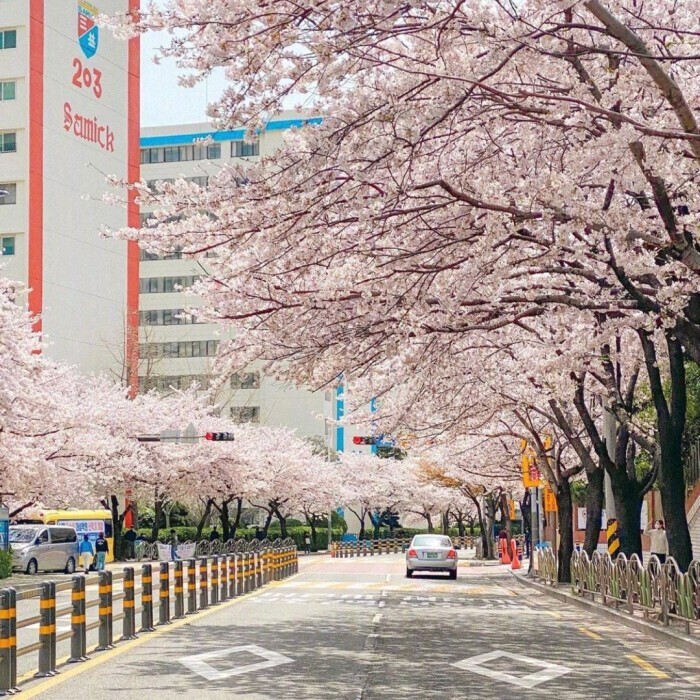 樱花背景图